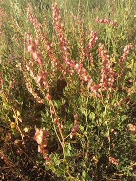 Rumex roseus L. resmi