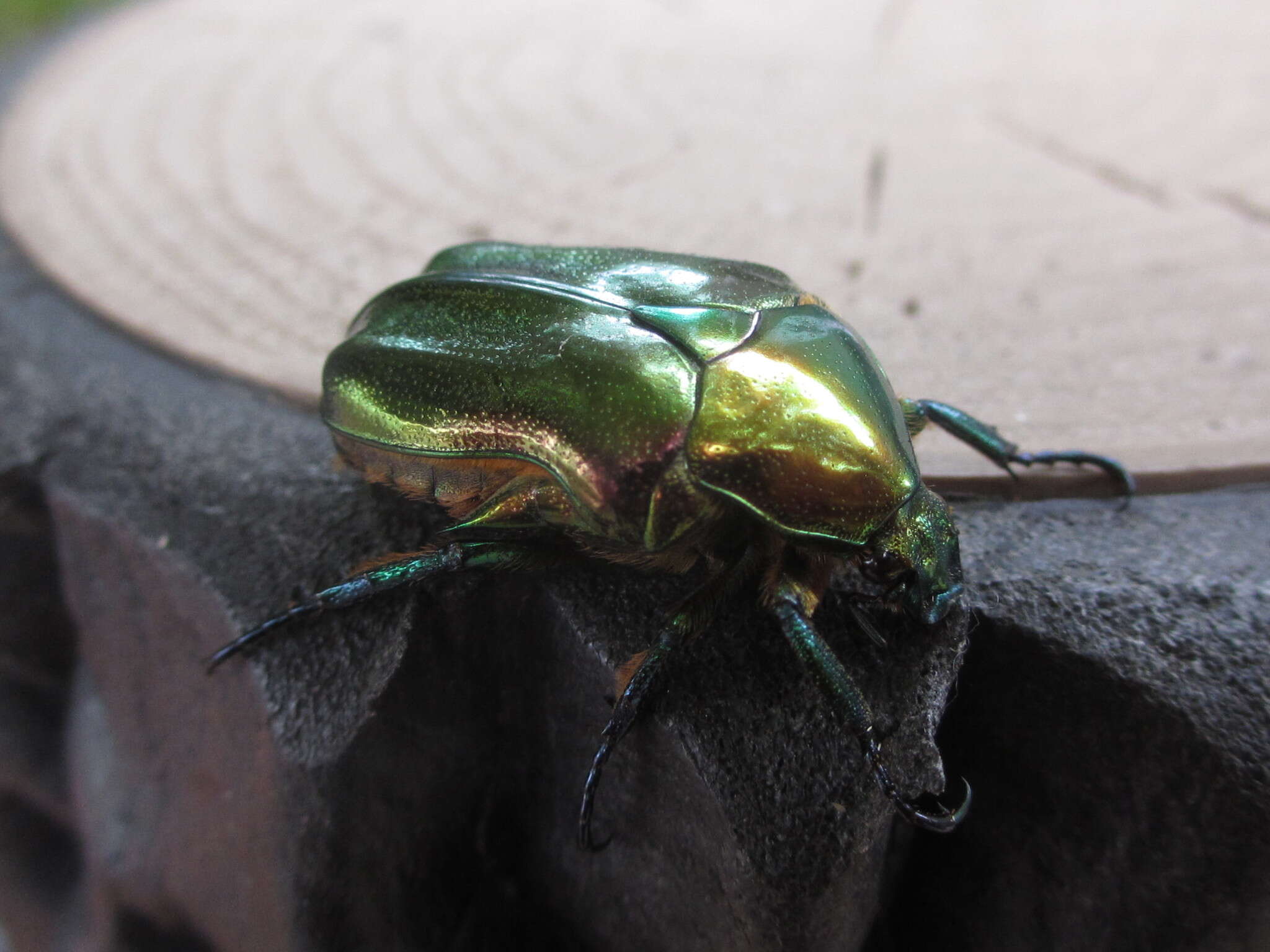 Image of emerald beetle