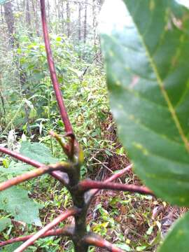 Image of Brunellia mexicana Standl.