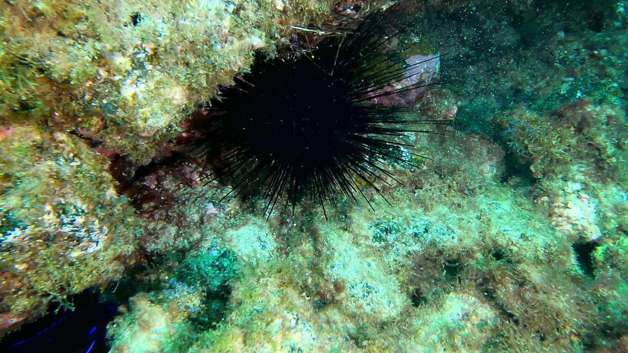 Image of Diadema africanum Rodríguez, Hernández, Clemente & Coppard 2013