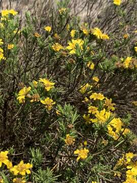 Arrowsmithia tenuifolia (M. D. Hend.) N. G. Bergh resmi