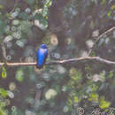 Image de Cotinga de Daubenton