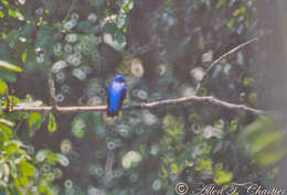 Image of Purple-breasted Cotinga