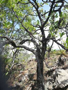 Image of Gland-leaf tree