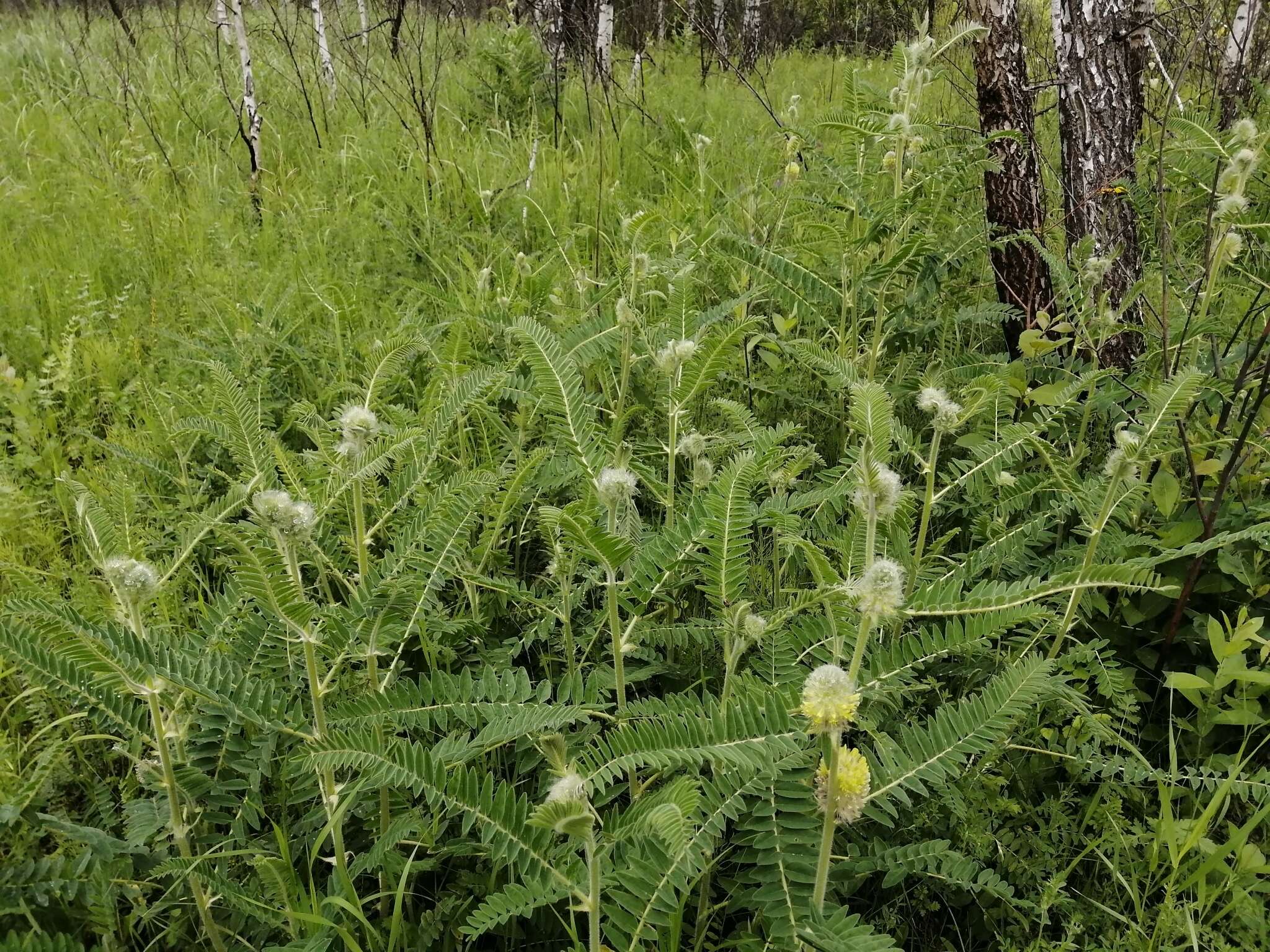 Imagem de Astragalus alopecurus Pall. ex DC.