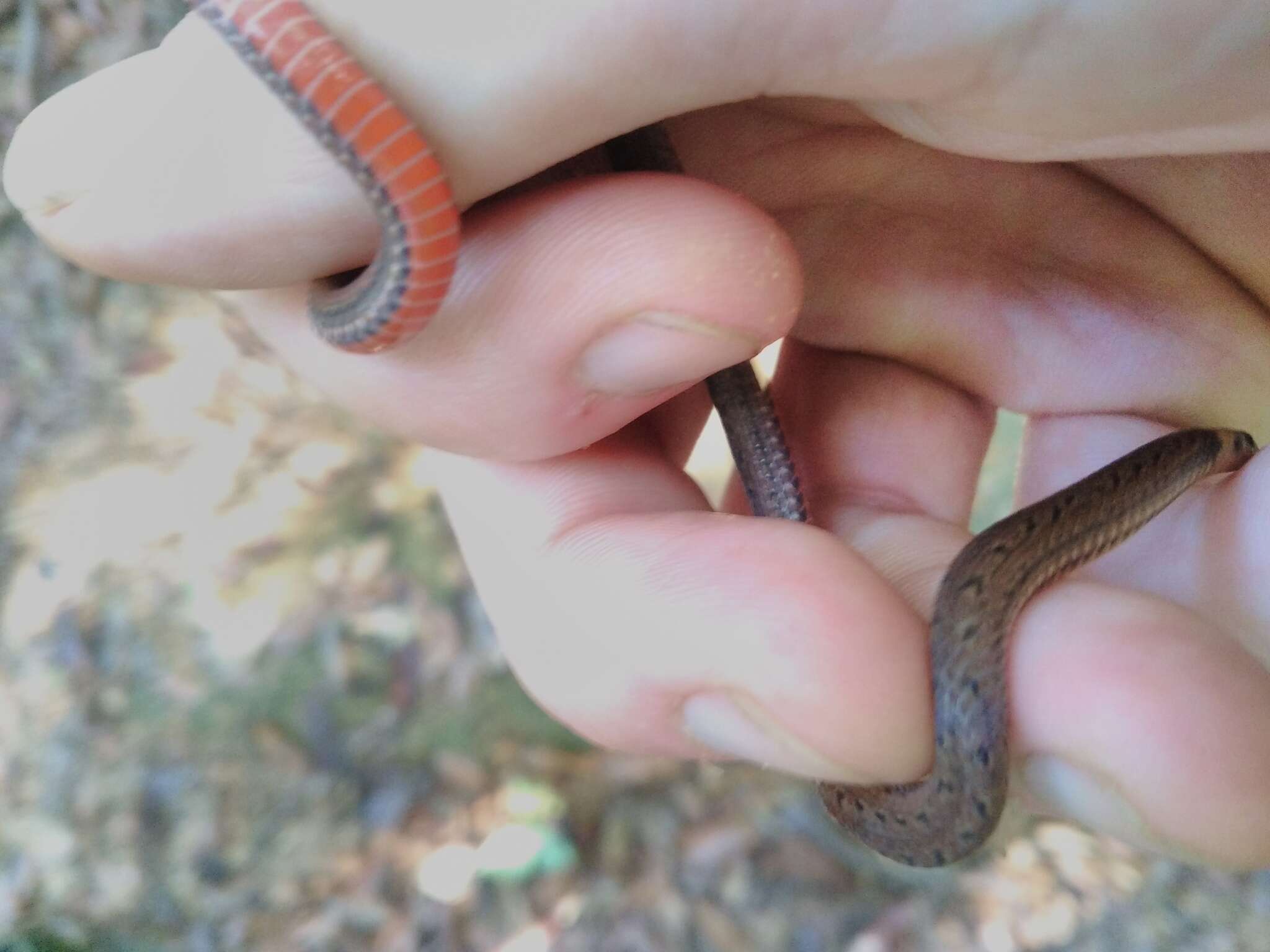 Image of Zidok's Ground Snake