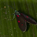 Image de Cyanopepla fastuosa Walker 1854