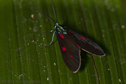 Image of Cyanopepla fastuosa Walker 1854