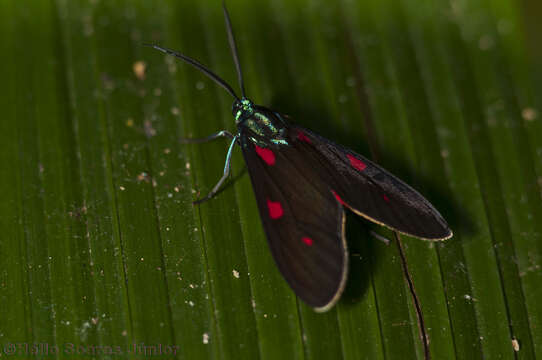 Image de Cyanopepla fastuosa Walker 1854