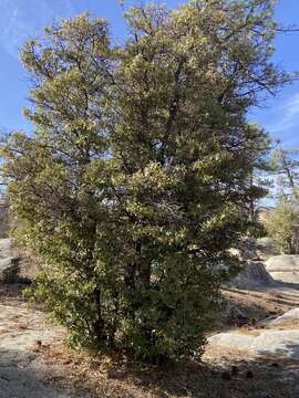 Image of Quercus peninsularis Trel.