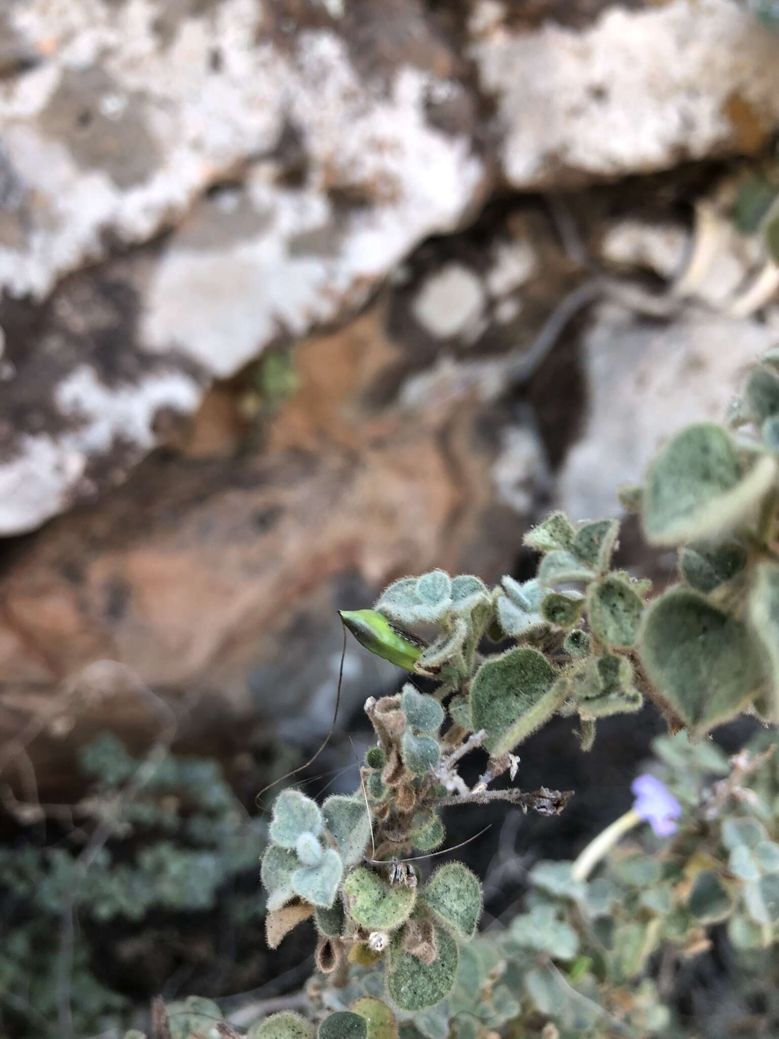 Imagem de Barleria heterotricha Lindau