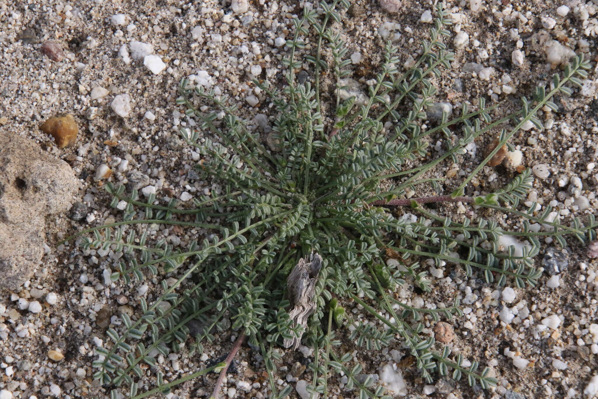 Imagem de Astragalus didymocarpus var. dispermus (A. Gray) Jeps.