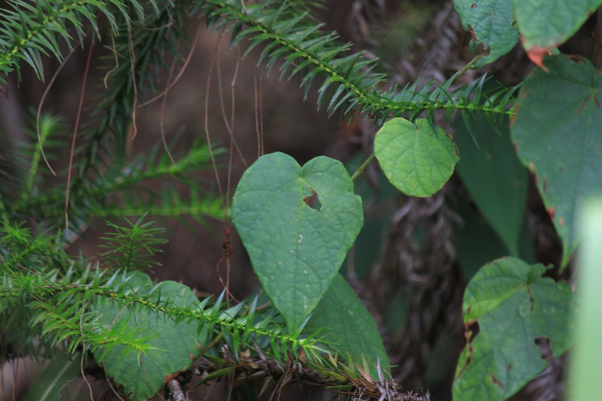 Vitis chunganensis Hu resmi