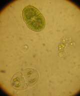 Image of cosmarian algae