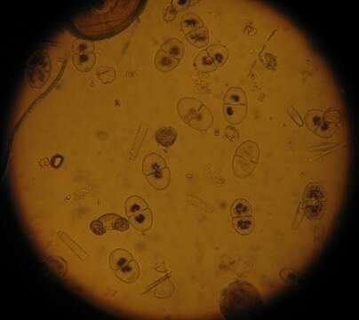 Image of cosmarian algae