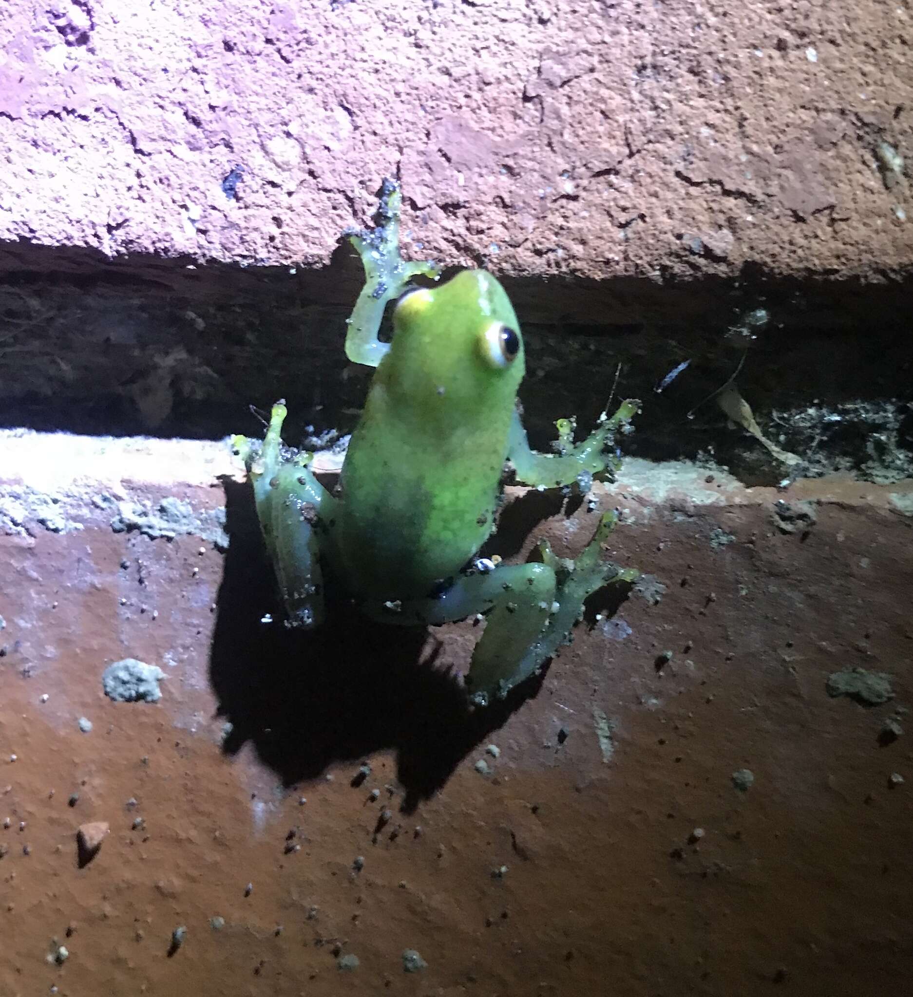 Image of Water Lily Frog