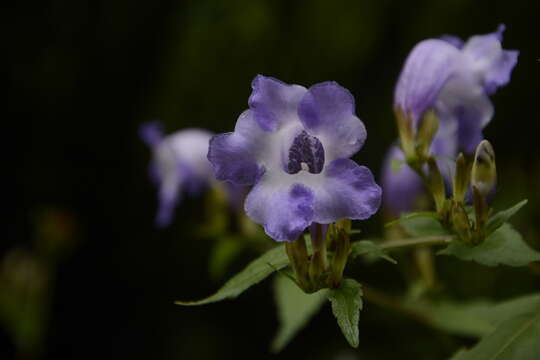 Strobilanthes atropurpurea Nees resmi