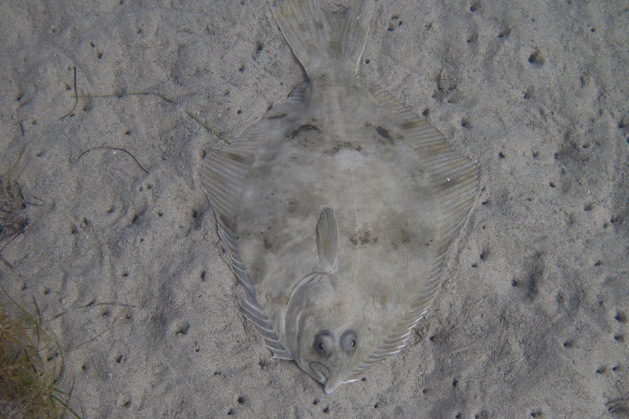 Image of Greenback flounder