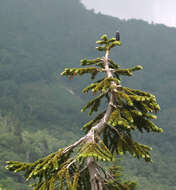 Imagem de Abies mariesii Mast.