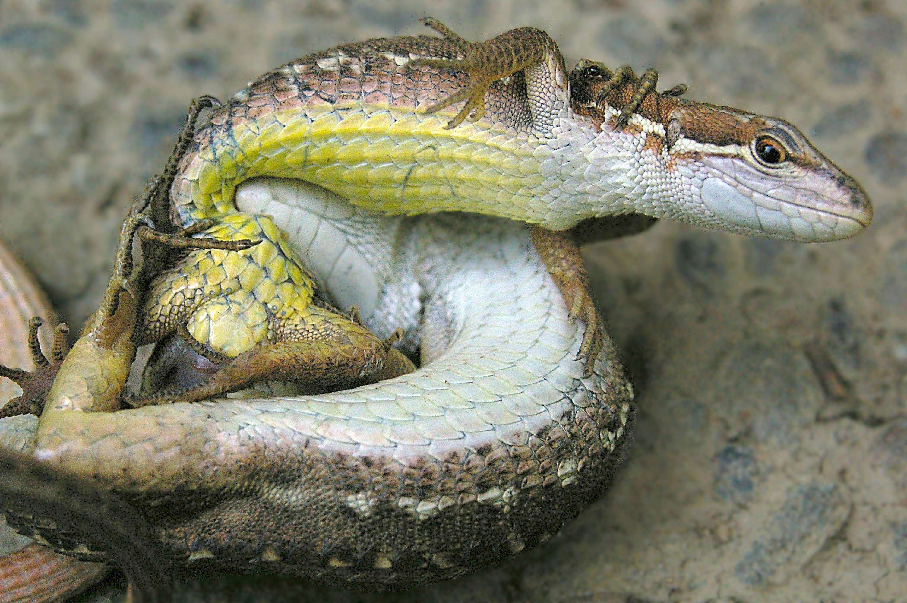 Image of Japanese Grass Lizard