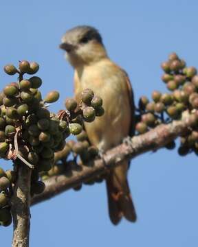 Pachyramphus aglaiae (Lafresnaye 1839) resmi