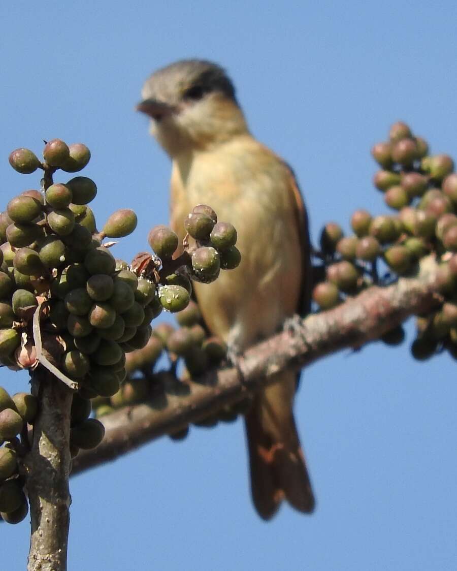 Image of Rose-throated Becard