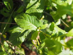 Plancia ëd Pentanema bifrons (L.) D. Gut. Larr., Santos-Vicente, Anderb., E. Rico & M. M. Mart. Ort.