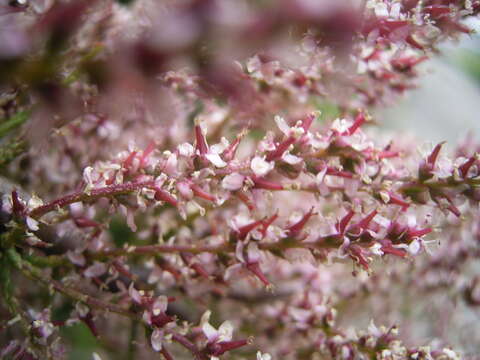 Image of tamarisk