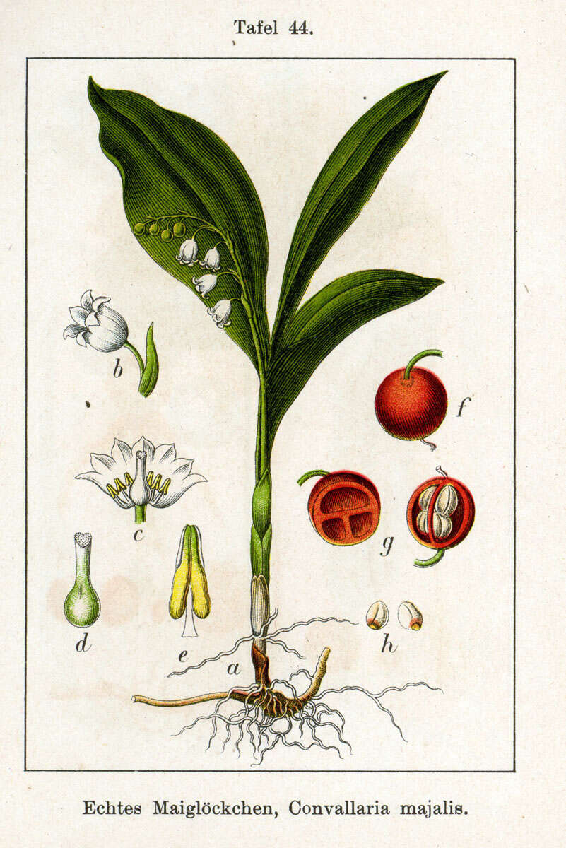 Image of convallaria