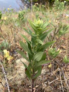 Image of rough Canada goldenrod