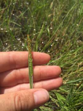 Image of Orange Foxtail