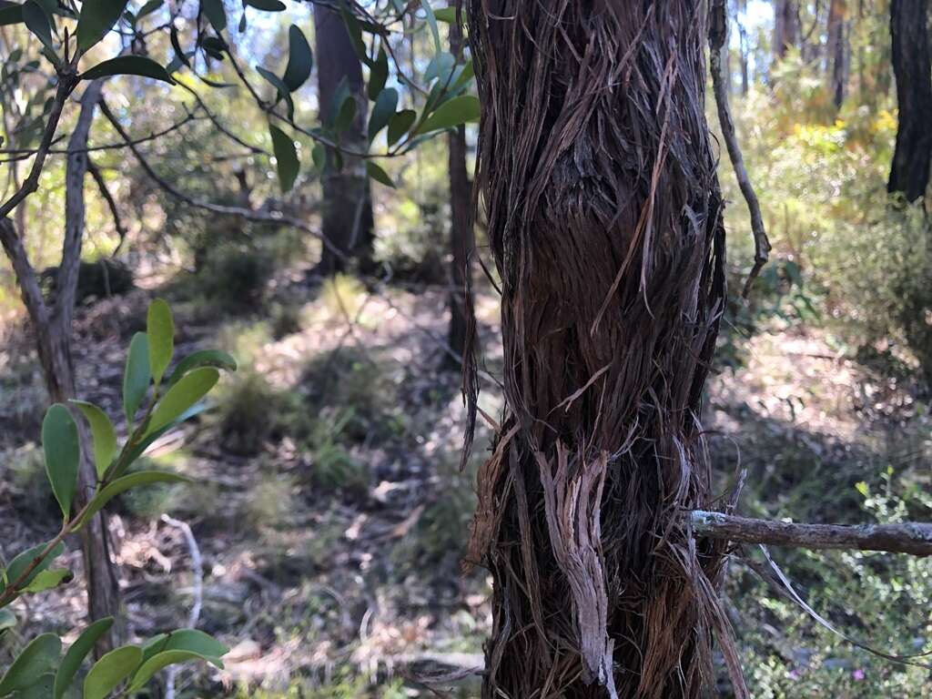 Sivun Leptospermum microcarpum Cheel kuva