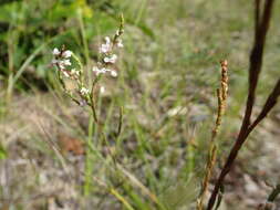 Image de Polygonella articulata (L.) Meisn.