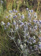 Imagem de Eryngium planum L.