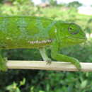 Image of Graceful Chameleon