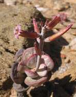 Imagem de Adromischus montium-klinghardtii (Dinter) A. Berger