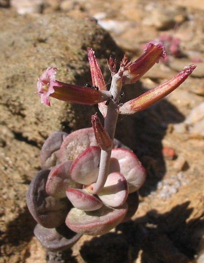 Imagem de Adromischus montium-klinghardtii (Dinter) A. Berger