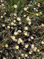 Image of Helichrysum argyrolepis Mac Owan