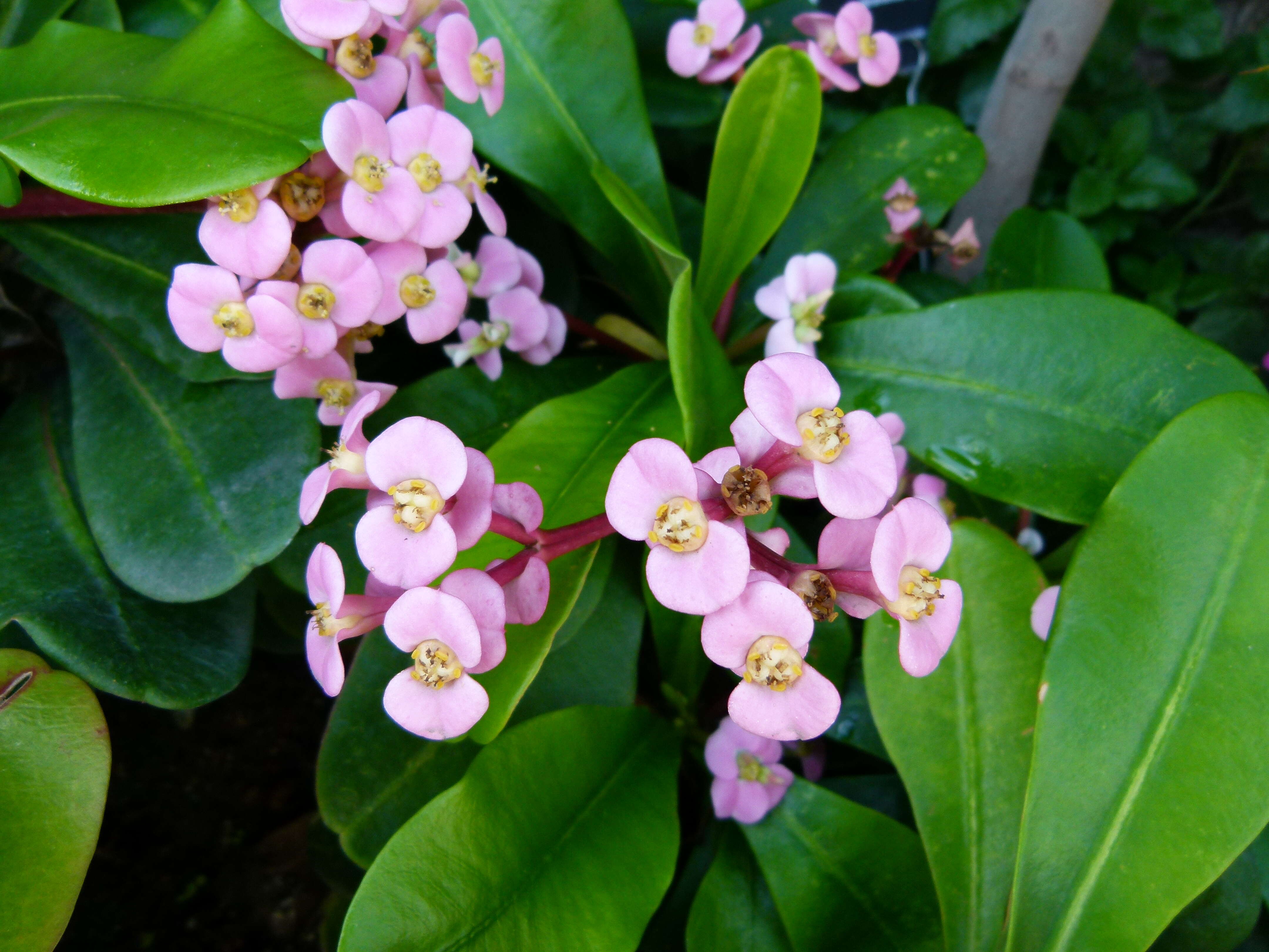 Image of Euphorbia lophogona Lam.