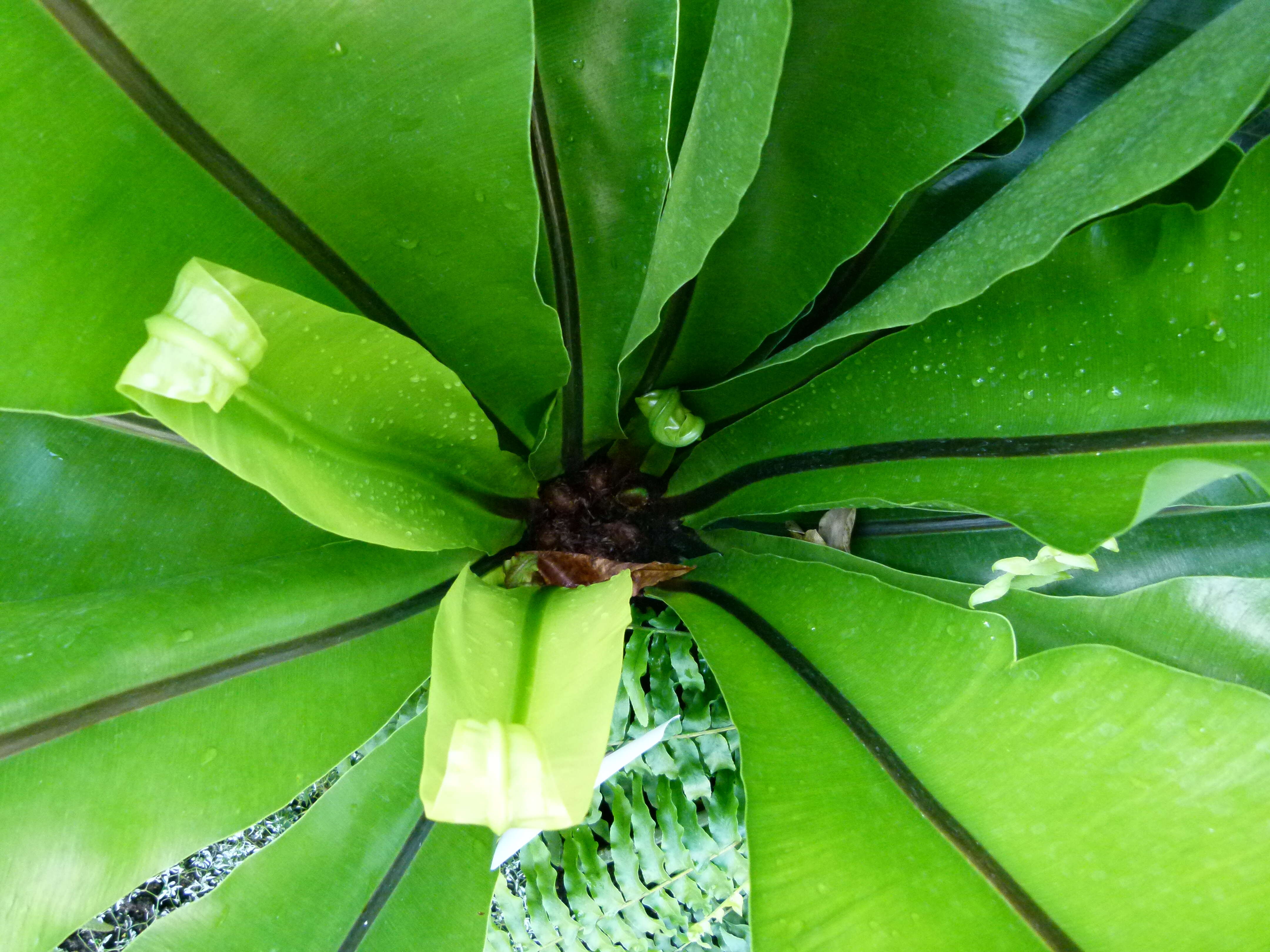 Слика од Asplenium nidus L.