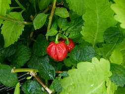 Image of Capsicum chinense