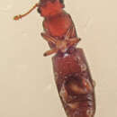 Image of Macreurops longicollis (Horn 1879)