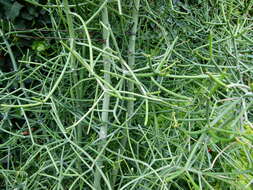 Image of Indiantree spurge