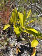 Image of Myrmecophila christinae Carnevali & Gómez-Juárez