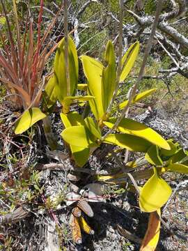 Image of Myrmecophila christinae Carnevali & Gómez-Juárez