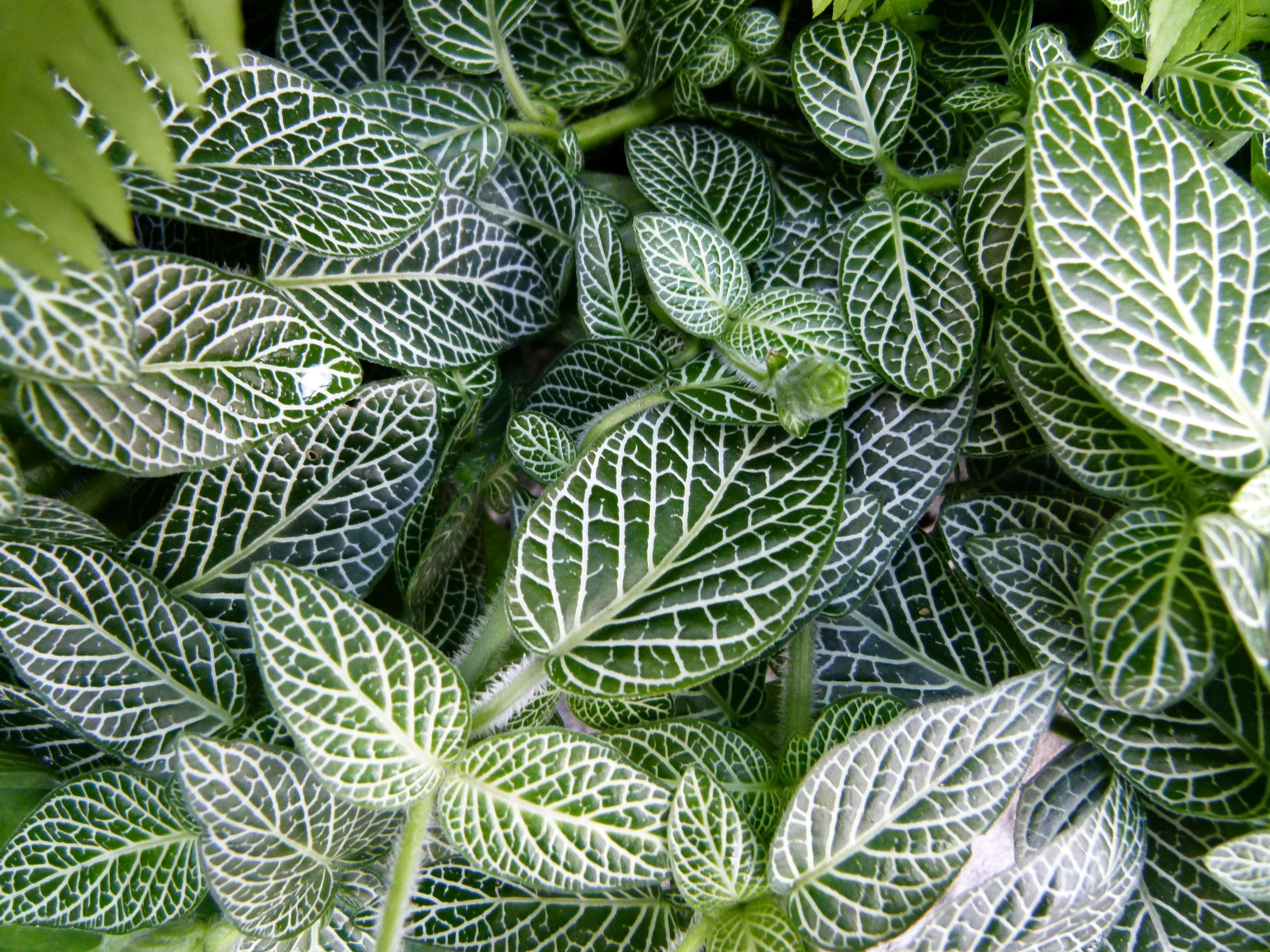 Fittonia albivenis (Lindl. ex Veitch) R. K. Brummitt resmi