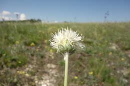 Image of Jurinea arachnoidea Bunge