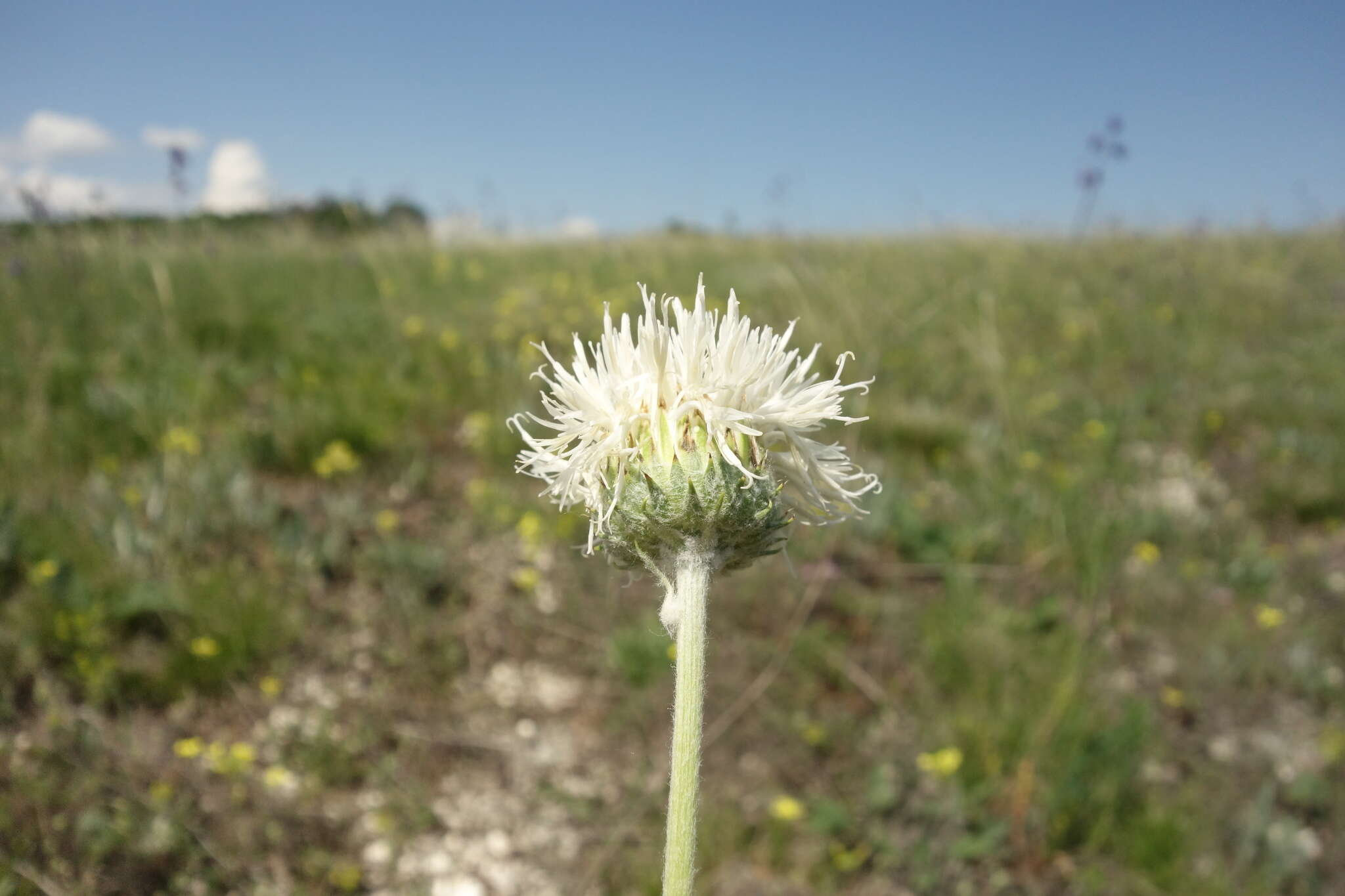 Image of Jurinea arachnoidea Bunge