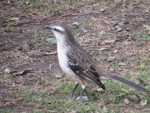 Image of Chalk-browed Mockingbird