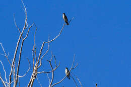 Image of Olive-Sided Flycatcher